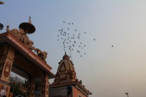 Birds flying over a temple 