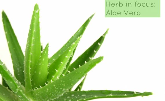 Herb in Focus: Aloe Vera