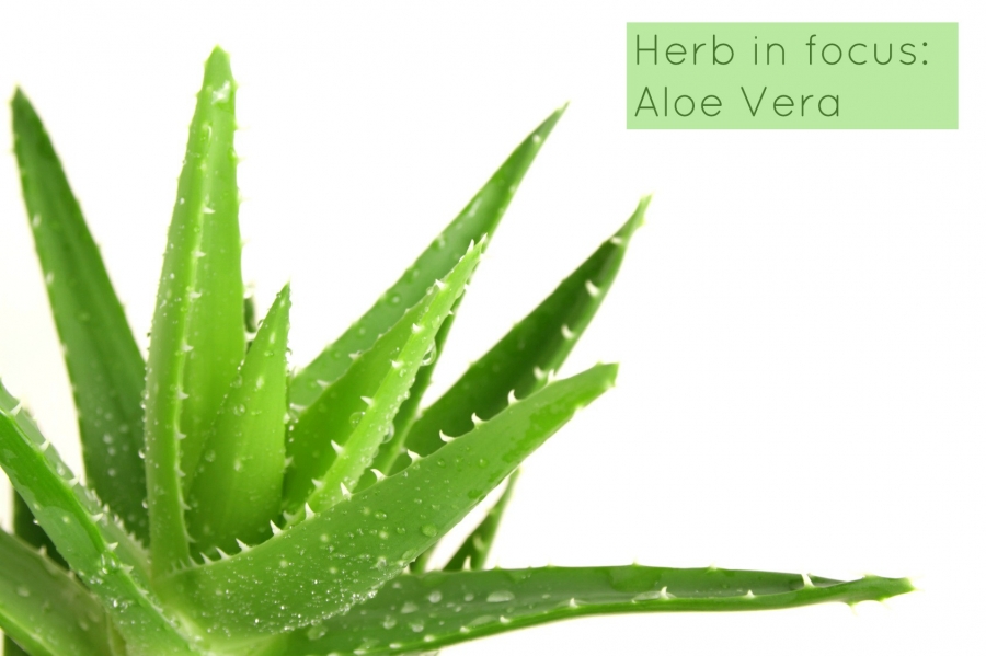 Herb in focus: Aloe Vera