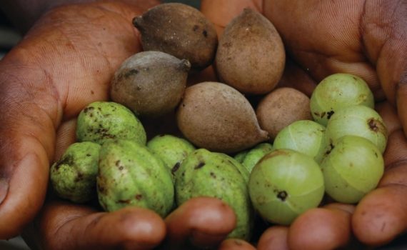 Triphala: Your Best Support to stay Healthy this Festive Season.