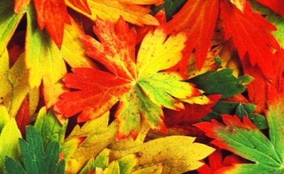 How to Stay Balanced in Autumn with Ayurveda